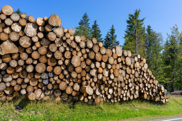 numerosi tronchi di alberi tagliati e impilati uno sopra l'altro