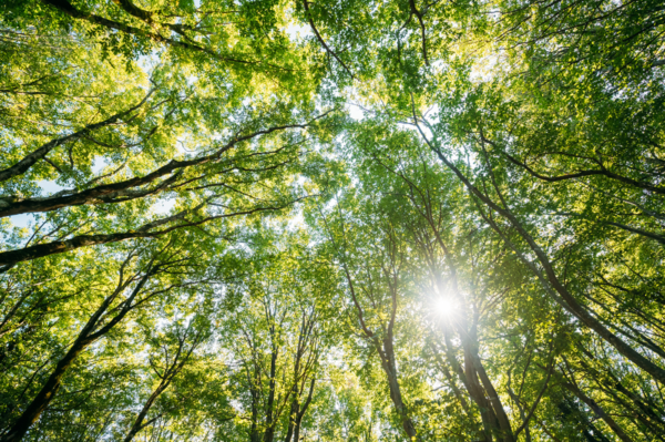raggi di luce filtrano da una coltre di foglie creata da un fitto bosco 