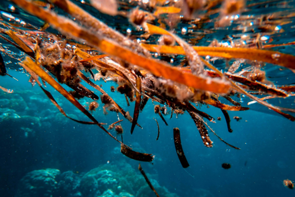 algae floating in the sea