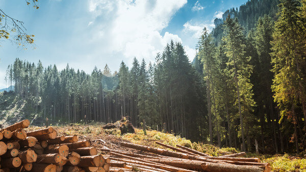una foresta di alti abeti e numerosi legni già tagliati all'interno di una piccola area disboscata