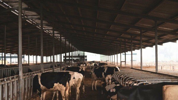 mucche dentro ad una stalla all'aperto