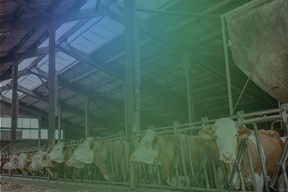 Cresce la filiera europea del biogas: la spinta verde che arriva dagli allevamenti e non solo Cresce la filiera europea del biogas: la spinta verde che arriva dagli allevamenti e non solo