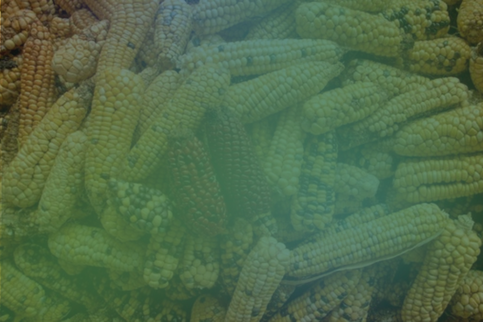 Nuove Tecniche Genomiche (NGT): la soluzione per un’agricoltura più sostenibile e resiliente Nuove Tecniche Genomiche (NGT): la soluzione per un’agricoltura più sostenibile e resiliente